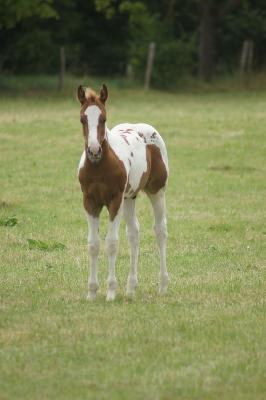 Cheval paint horse