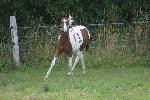 Jeune Cheval paint horse