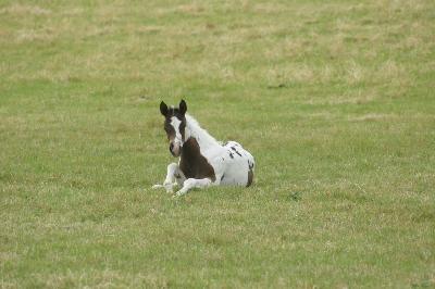 Cheval paint horse