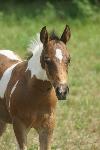 Cheval paint horse