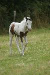 poulain Paint Horse