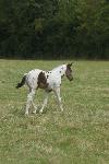 Cheval paint horse