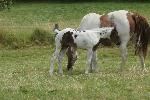 Cheval paint horse